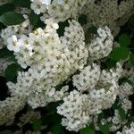 Spiraea × vanhouttei Flower