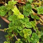 Pilea involucrata Ліст