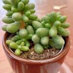 Sedum hernandezii List