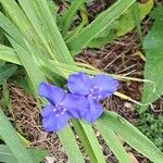 Tradescantia ohiensis Flower