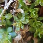 Galium saxatile Frutto