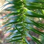 Cunninghamia lanceolata पत्ता