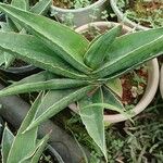 Dracaena hanningtonii Leaf