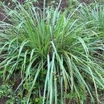 Cymbopogon citratus 葉