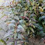 Leucothoe fontanesianaList