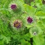 Arctium lappaFlower