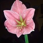 Hippeastrum reticulatum Flower