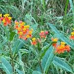 Asclepias curassavicaΛουλούδι