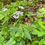 Valeriana tripteris Hábito