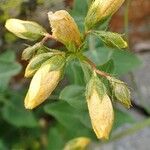 Hypericum richeri Hábitos