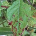 Oenothera rosea Leaf