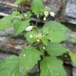 Solanum nigrumCvet