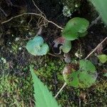 Adiantum reniforme Hábito