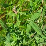 Lathyrus pratensis ഇല