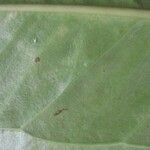 Anthurium hacumense Leaf
