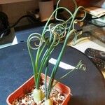 Albuca spiralis Folha