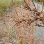 Themeda quadrivalvis Fruit