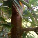 Calliandra selloi Corteccia