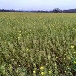 Brassica napus Habit