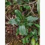Chassalia gaertneroides Hoja