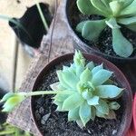 Graptopetalum macdougallii Leaf