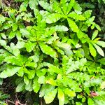 Anacardium excelsum List