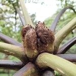 Cyathea cicatricosa പുറംതൊലി