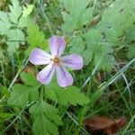 Geranium robertianumÇiçek