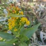 Solidago sempervirens Flor