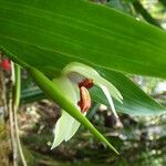 Coelogyne beccarii Žiedas