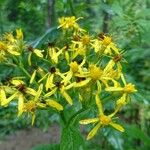 Senecio triangularis 花