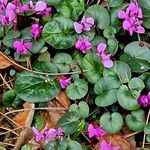 Cyclamen coum आदत