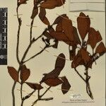 Rhododendron cinnabarinum その他の提案