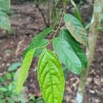 Aporosa frutescens Leaf