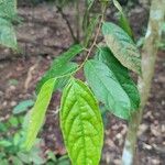 Aporosa frutescens Liść
