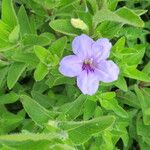 Ruellia humilis Цвят