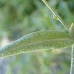 Xeranthemum cylindraceum Hoja