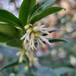 Sarcococca orientalis Květ