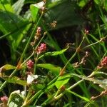 Persicaria minor Flor