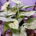 Syngonium podophyllumBlad