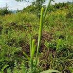 Phleum pratense Vaisius