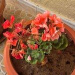 Pelargonium zonaleFlower