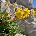 Helianthemum oelandicum Habitat