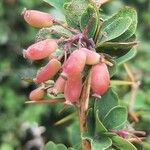 Berberis aetnensis Flower