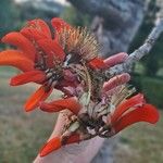 Erythrina caffra Květ