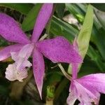 Cattleya spp. Flower