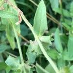 Stachys setifera Листок