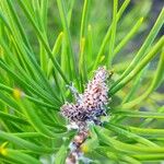 Pinus contorta 花
