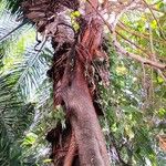 Ficus altissima Habitat