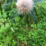 Cirsium altissimum Цвят